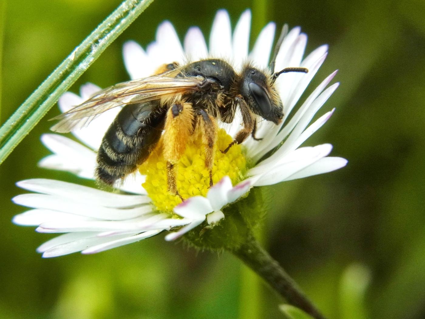 "Bijen zijn belangrijke bestuivers van planten die wij eten."
